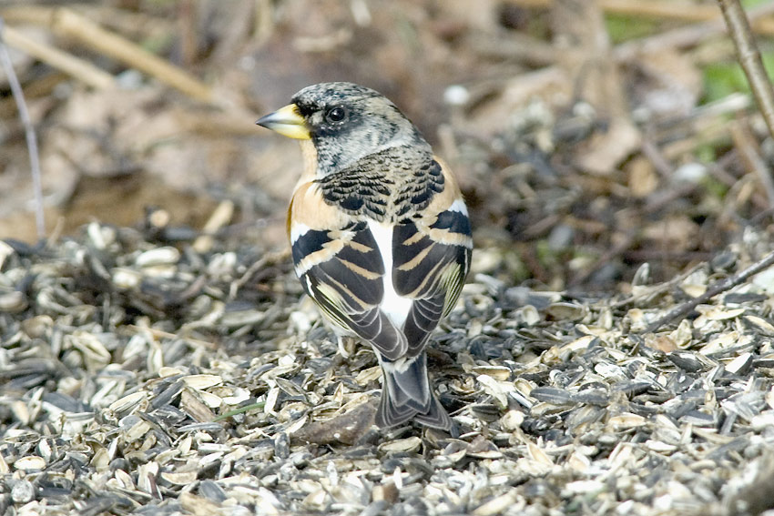 Jarri-1477.jpg