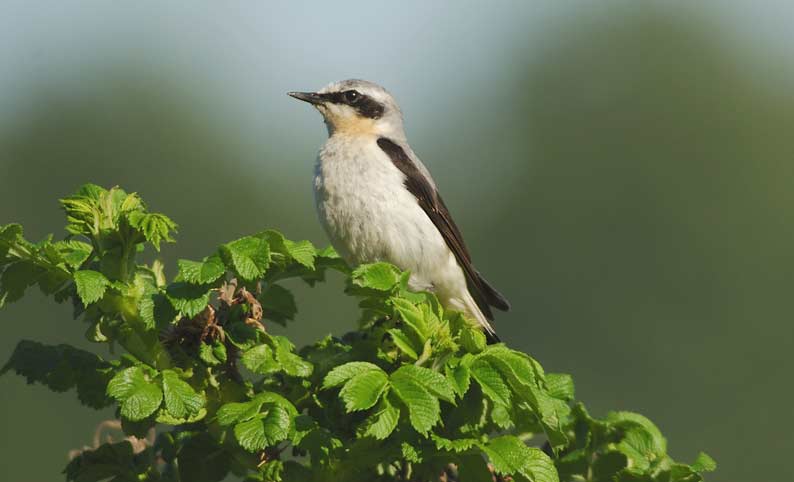 Kivitasku2_6365