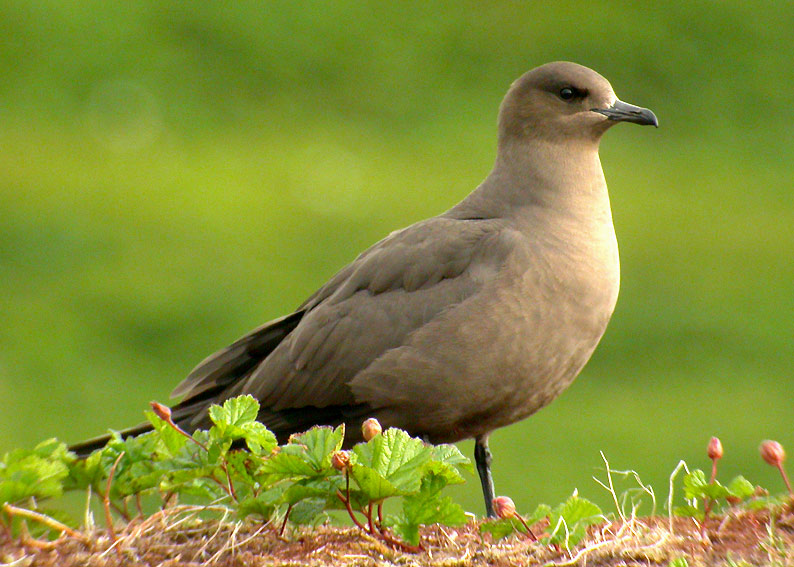 Kihu-8529.jpg