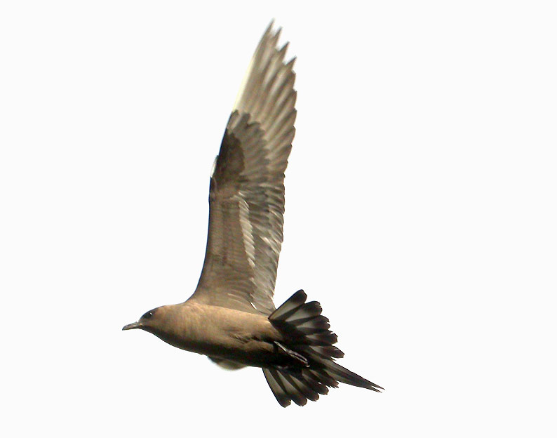 Kihu-8747.jpg