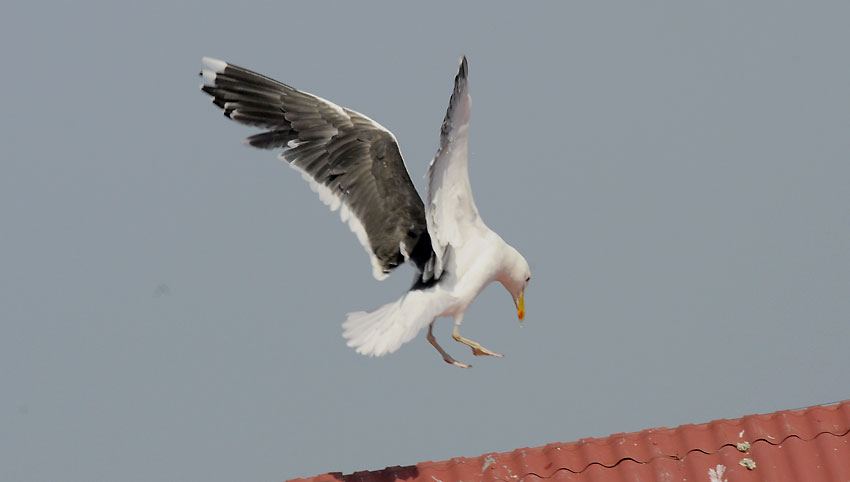 Merilokki-7956.jpg