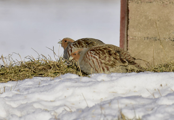 2102-peltopyy-7663.jpg