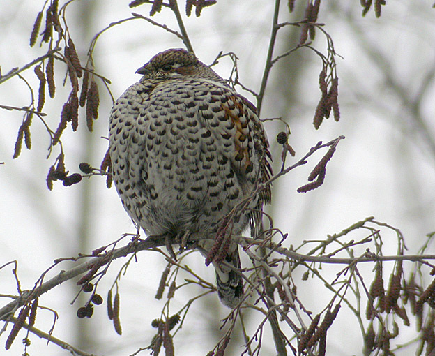 270304-Pyy-077.jpg